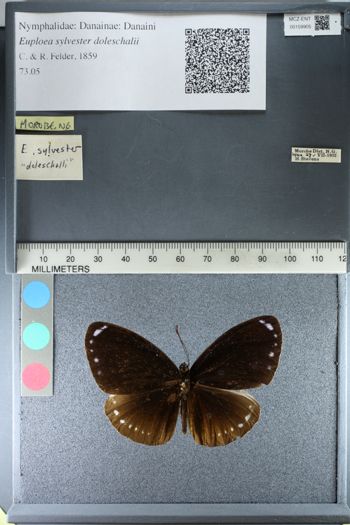 Media type: image;   Entomology 159905